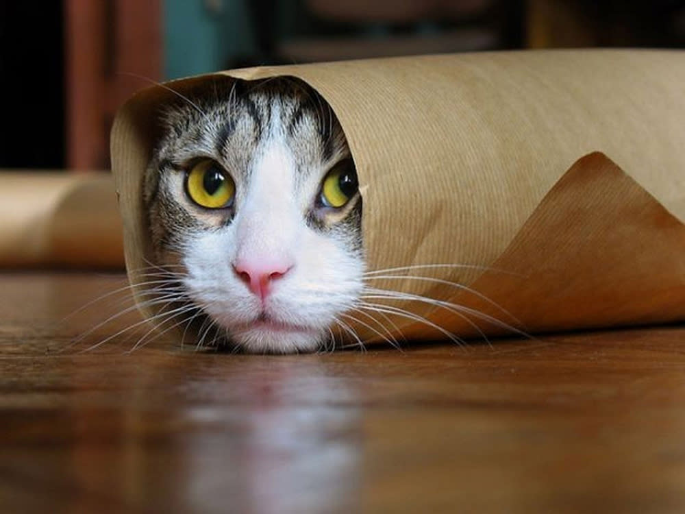 cat in cardboard roll