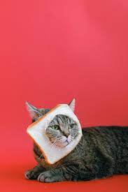 cat with bread on its head