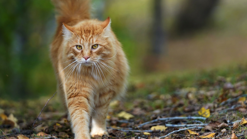 fluffy orange cat